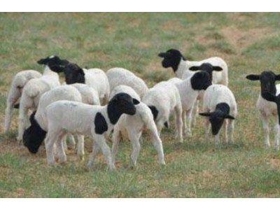 山东梁山县多胎肉羊养殖基地