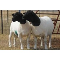 梁山县精品萨福克种羊养殖场农业农村局萨福克母羊多胎羊养殖场