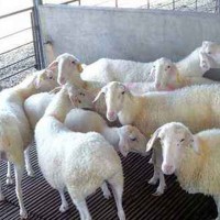 梁山县多胎肉羊养殖场