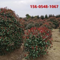 80公分红叶石楠 盆栽庭院植物盆景室外耐寒苗木