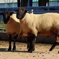 供应精品纯种萨福克种羊萨福克母羊出售梁山多胎肉羊养殖场