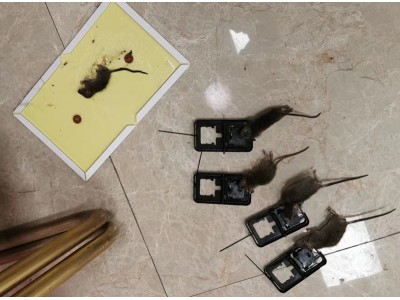 一定要灭老鼠的原因