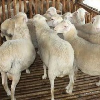 梁山县多胎多肉大个体黑头杜泊羊种公羊精品澳洲白羊养殖场